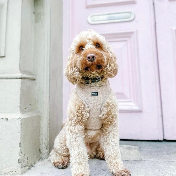 The Beau Dog Bundle Cream Beige Boucle Teddy Dog Harness Lead Collar kennieandco